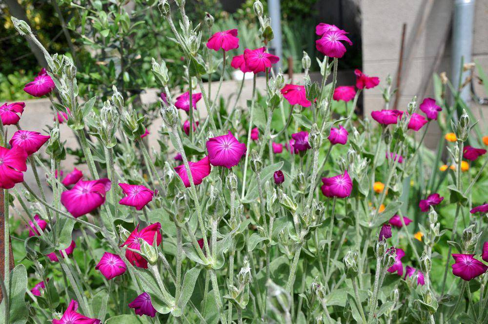 Rose campion (commons.wikimedia.org/Lazaregagnidze)