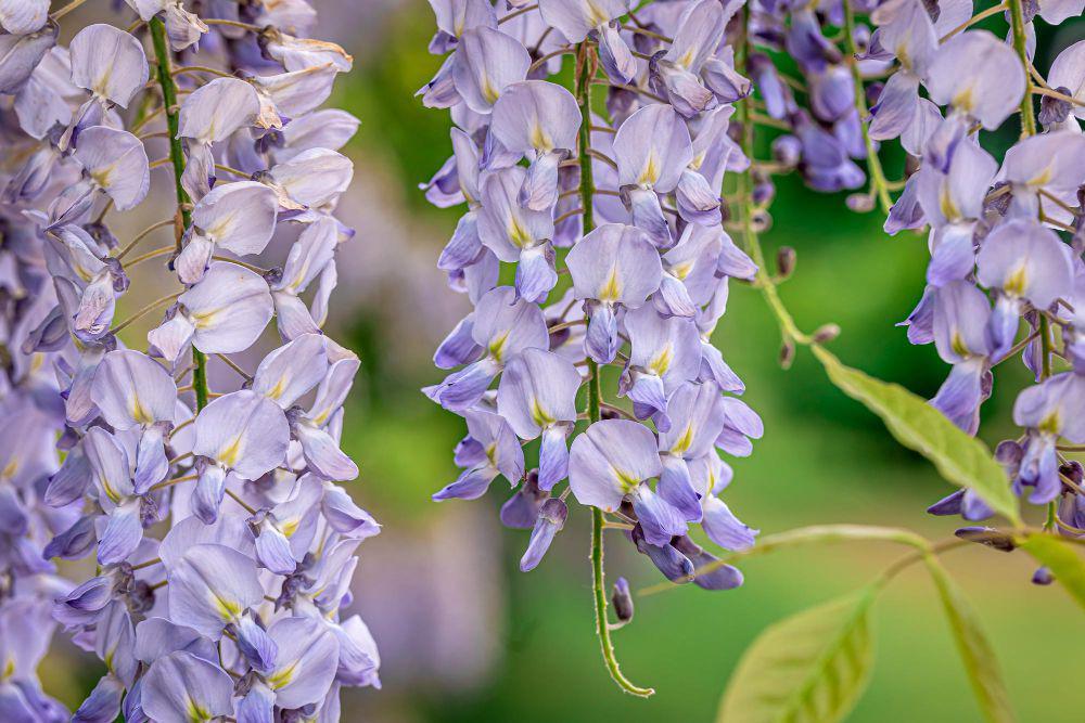 ilustrasi tanaman wisteria (freepik.com/pvproductions)