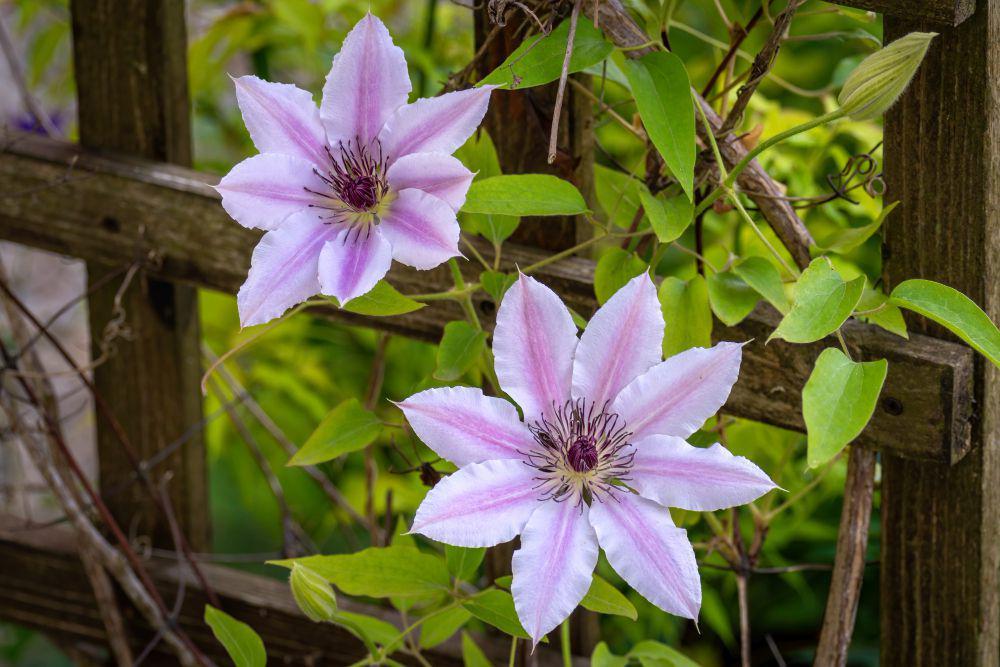 ilustrasi tanaman clematis (freepik.com/wirestock)