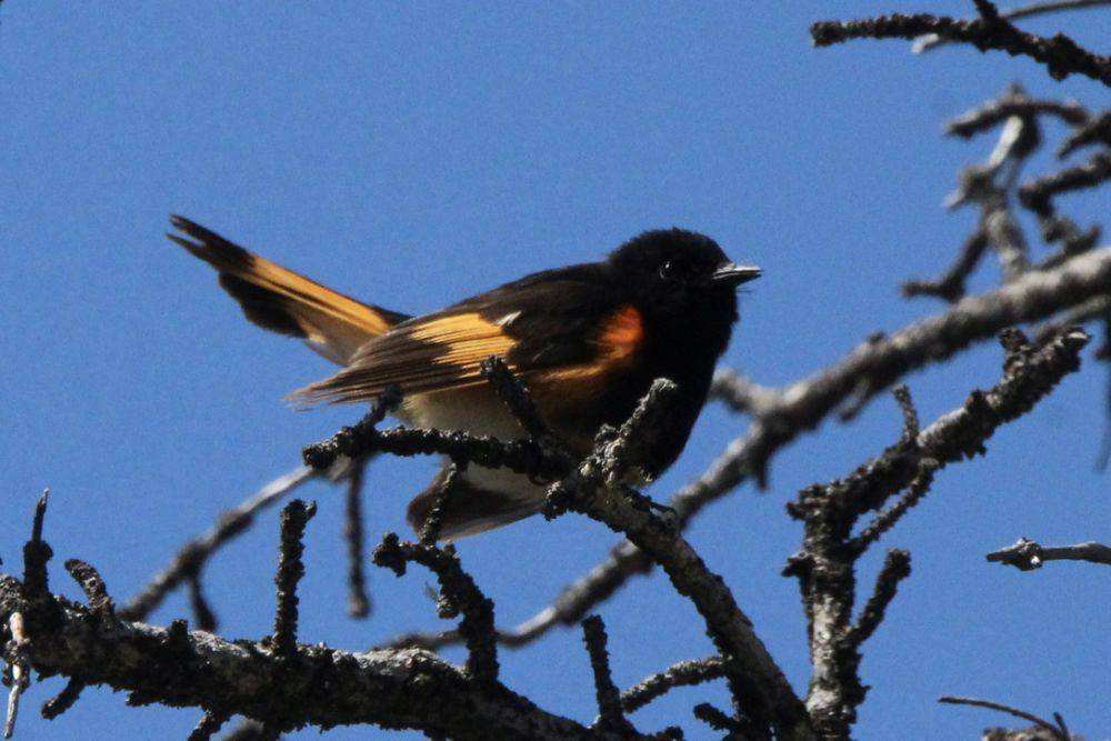 american redstart (commons.m.wikimedia.org/Qwexcxewq)