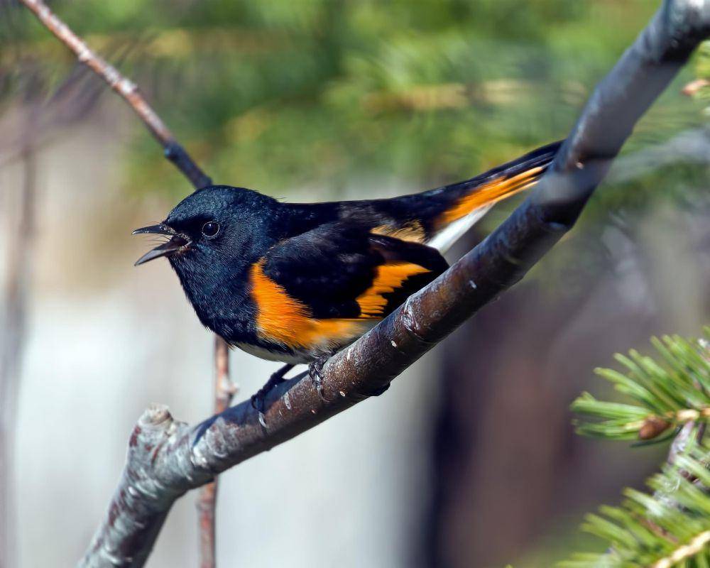 american redstart (pixabay.com/Hans Toom)