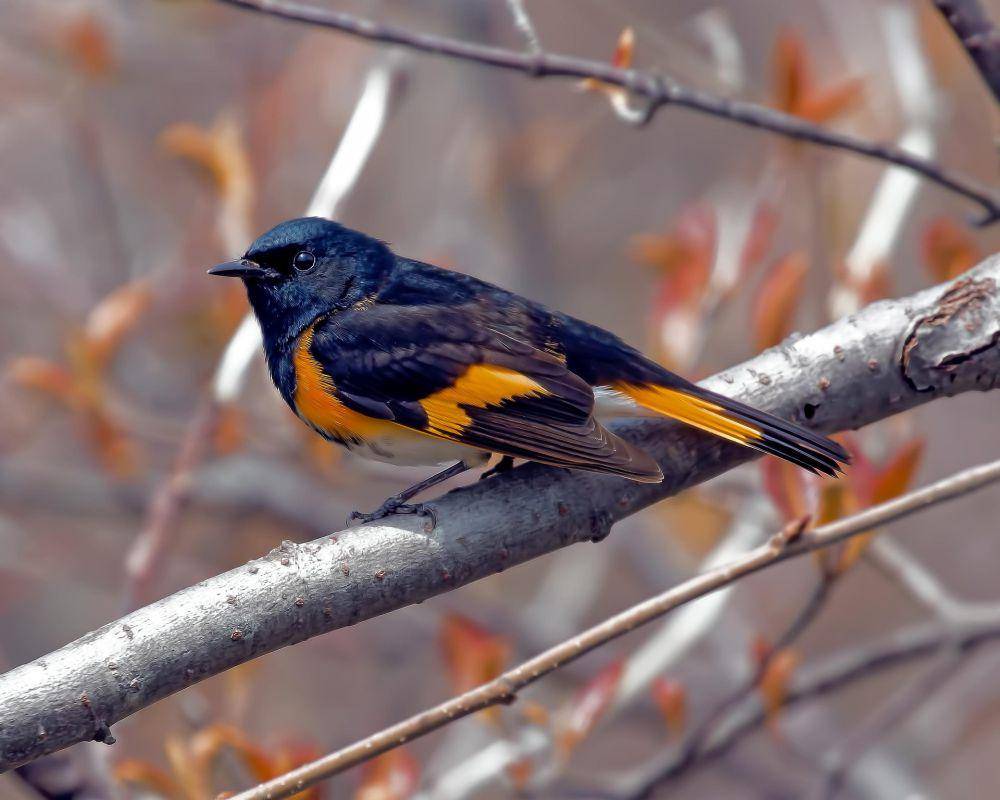 american redstart (pixabay.com/Hans Toom)