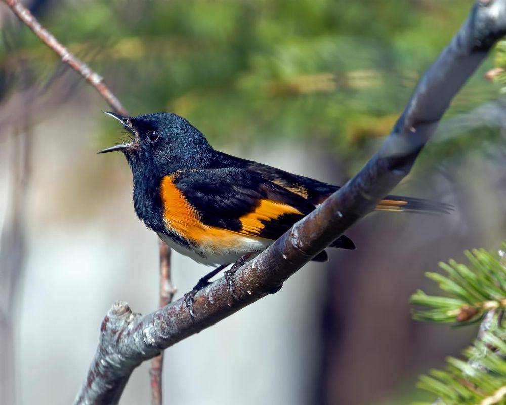 american redstart (pixabay.com/Hans Toom)