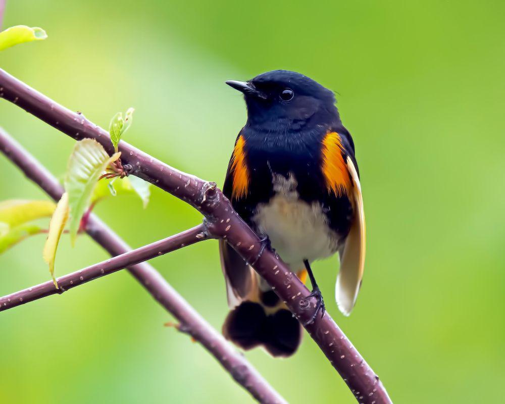 5 Fakta Unik American Redstart, Burung Penyanyi yang Sangat Aktif
