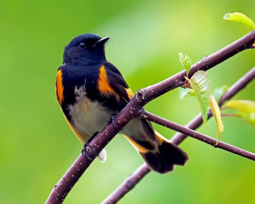 american redstart (pixabay.com/Hans Toom)