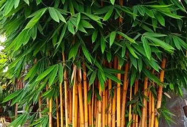 ilustrasi bambu kuning (istockphoto.com/SUMAR TOYO)