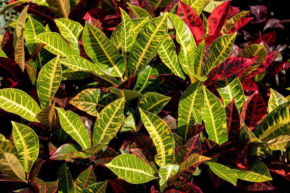 Tanaman pagar puring (pixabay.com/sandid)