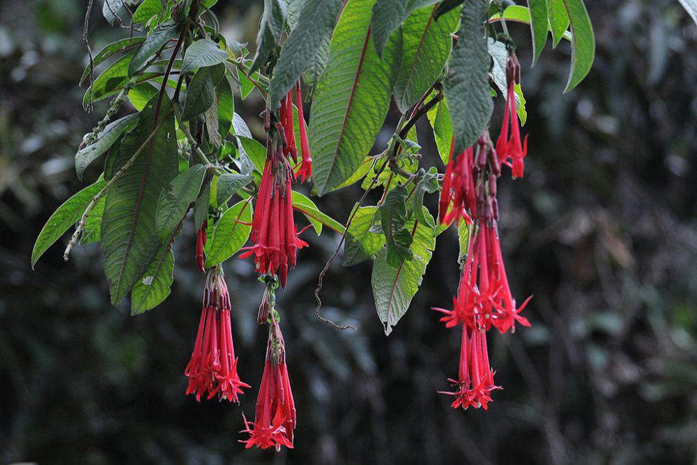 4 Fakta Menarik Fuchsia Boliviana, Bunga yang Mirip Lidah Api
