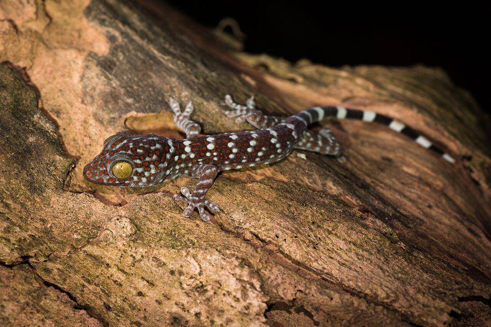 Tokek, salah satu cecak unik dari genus Gekko (commons.wikimedia.org/Gekko)