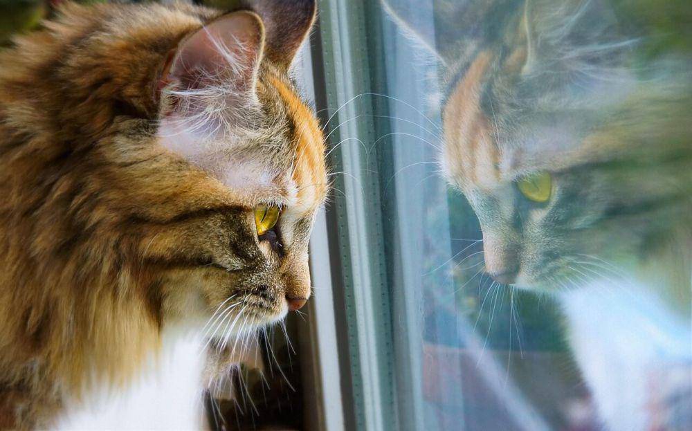 ilustrasi kucing memandang ke luar (pixabay.com/Andrey_and_Olesya)