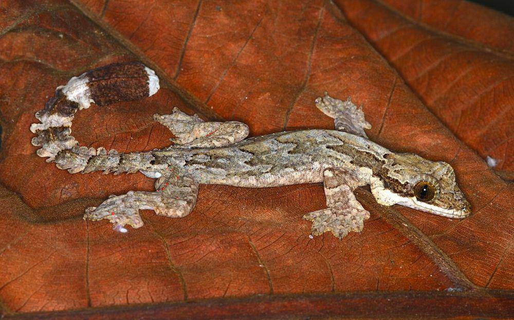 Cecak terbang kuhl (commons.wikimedia.org/Bernard DUPONT)