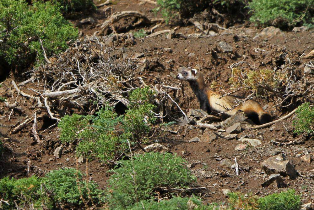 steppe polecat (commons.m.wikimedia.org/James Eaton)