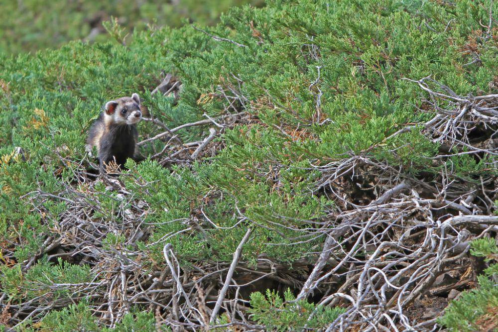 steppe polecat (commons.m.wikimedia.org/James Eaton)