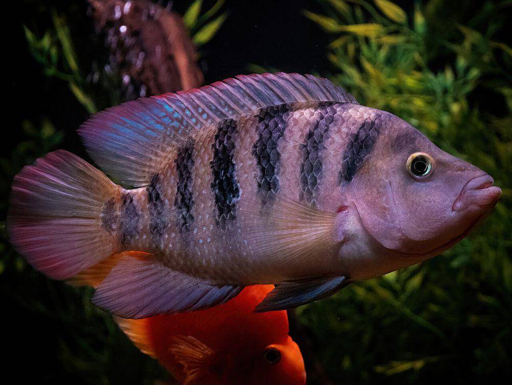 5 Fakta Unik Mojarra Meksiko, Kerabat Nila yang Berasal dari Amerika