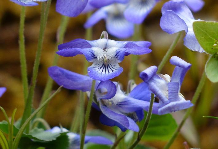 ilustrasi bunga violet (pixabay.com/Hans)