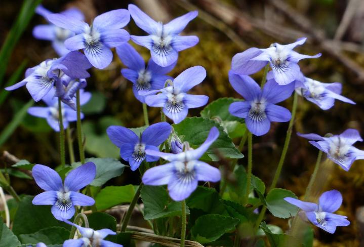 ilustrasi bunga violet (pixabay.com/Hans)