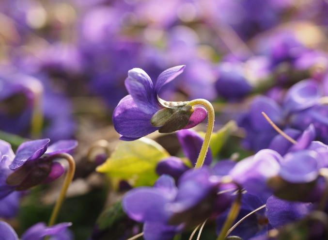 5 Fakta tentang Bunga Violet dan Manfaatnya dalam Aromaterapi