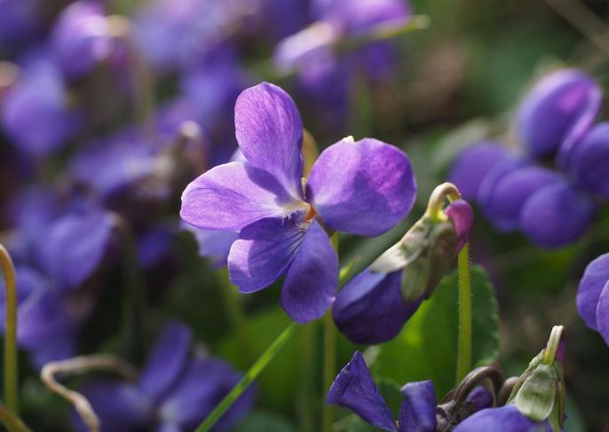 ilustrasi bunga violet (pixabay.com/Hans)