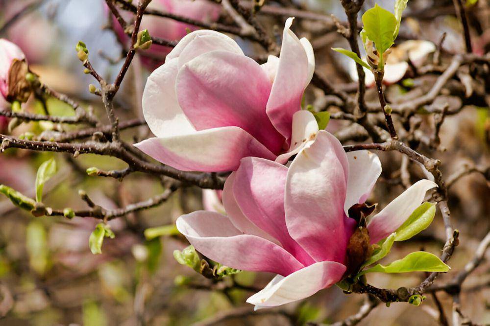 ilustrasi magnolia (freepik.com/wirestock)