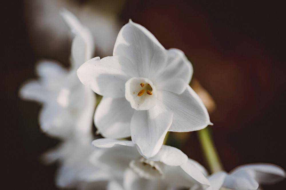 ilustrasi tuberose (freepik.com/ninjason1)