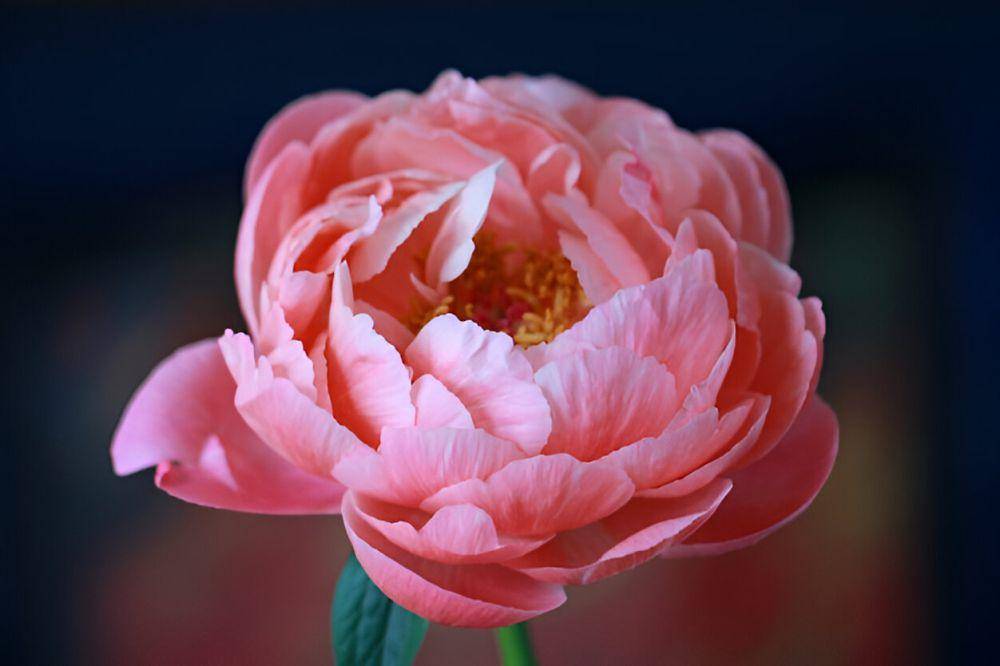 ilustrasi peony (freepik.com/wirestock)