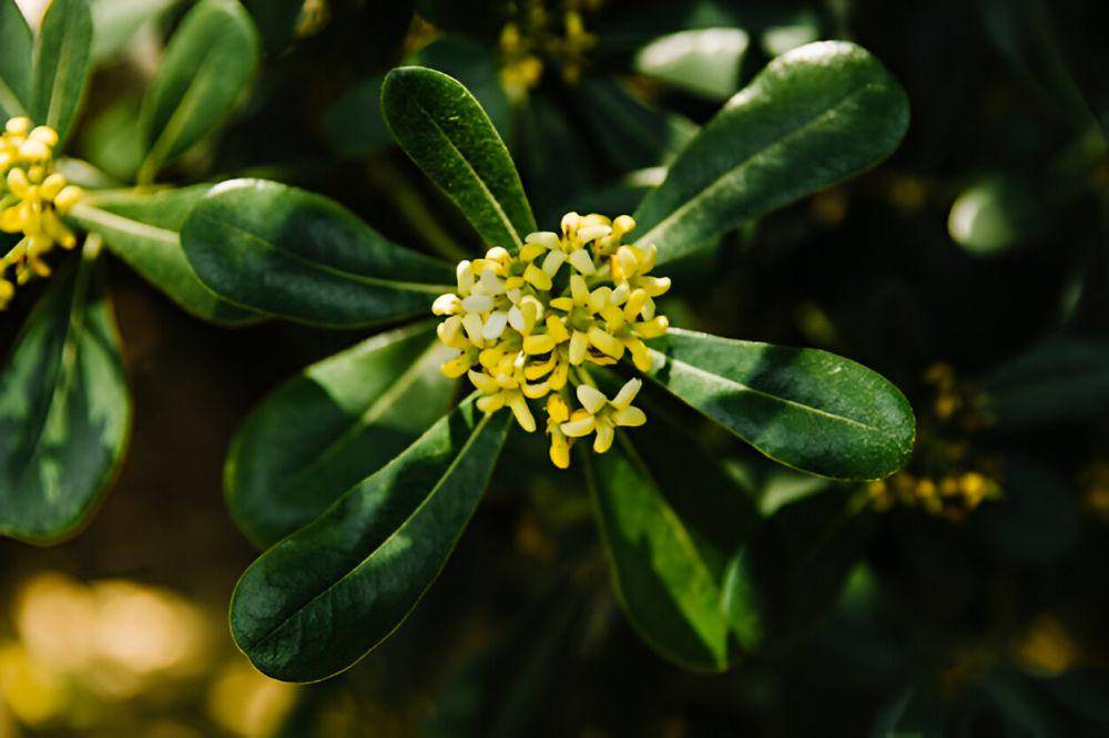 ilustrasi ylang-ylang (freepik.com/freepik)