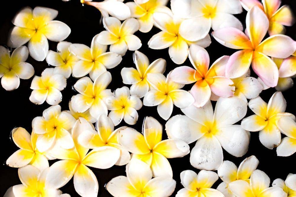 ilustrasi frangipani (freepik.com/rawpixel.com)