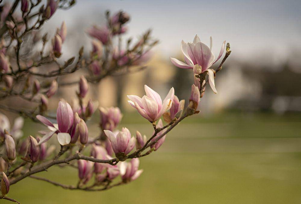 ilustrasi magnolia (freepik.com/wirestock)