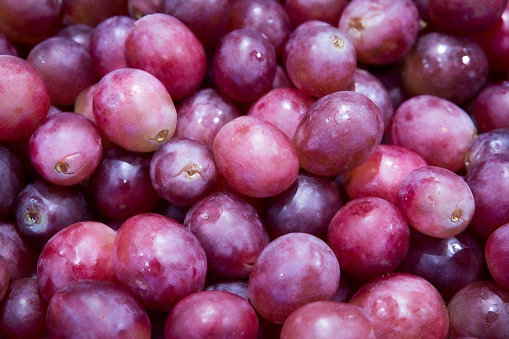 ilustrasi anggur (freepik.com/jannoon028)