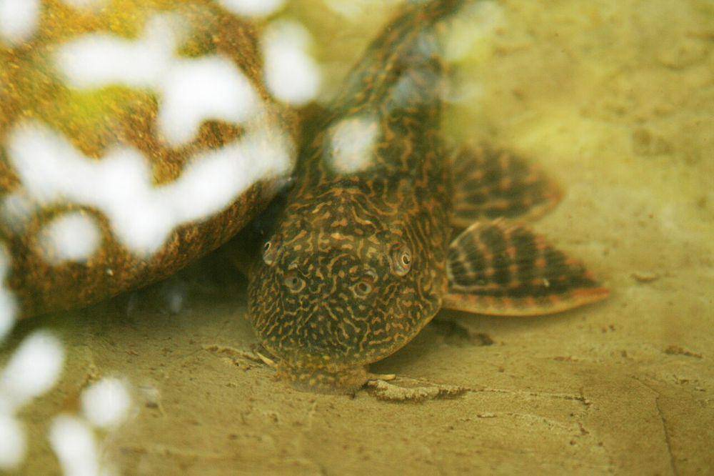 5 Ikan Terkenal yang Bukan Asli Indonesia, Apa Kamu Sudah Tahu?