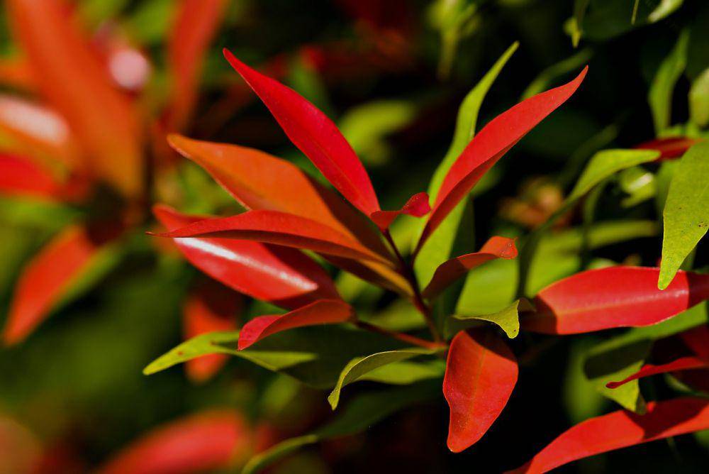 Tanaman pagar pucuk merah (pixabay.com/ignartonosbg)