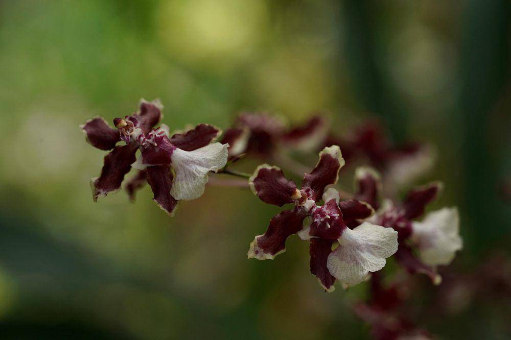 Chocolate orchid (pixabay.com/ignartonosbg)