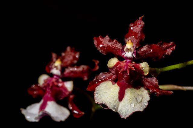 Chocolate orchid (vecteezy.com/aukideezy)