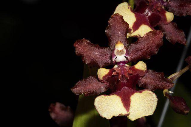 Chocolate orchid (vecteezy.com/aukideezy)