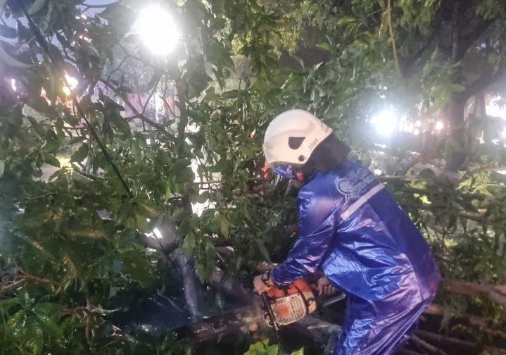 Hujan Deras, 6 Pohon di Surabaya Tumbang, Satu Orang Terluka