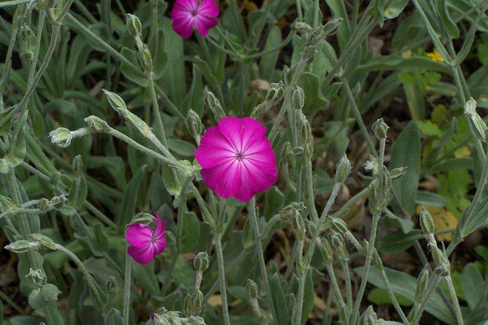 Rose campion (commons.wikimedia.org/Valerie75)