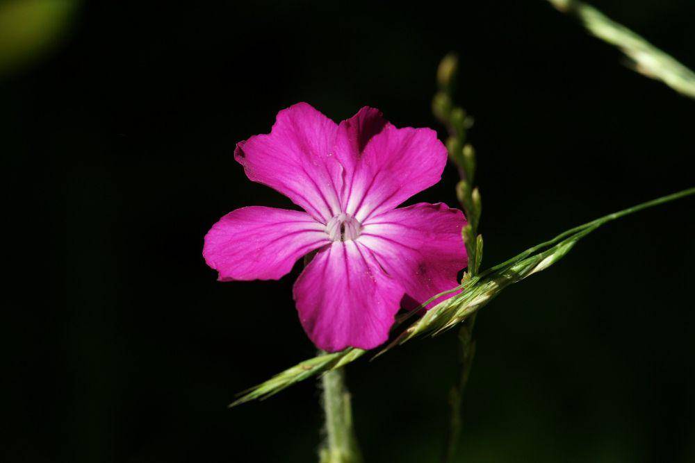 Rose campion (commons.wikimedia.org/mhx from London)