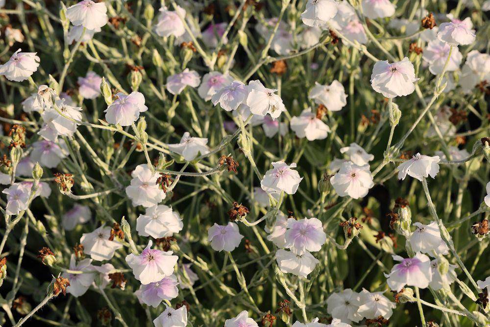 Rose campion (commons.wikimedia.org/Cephas)