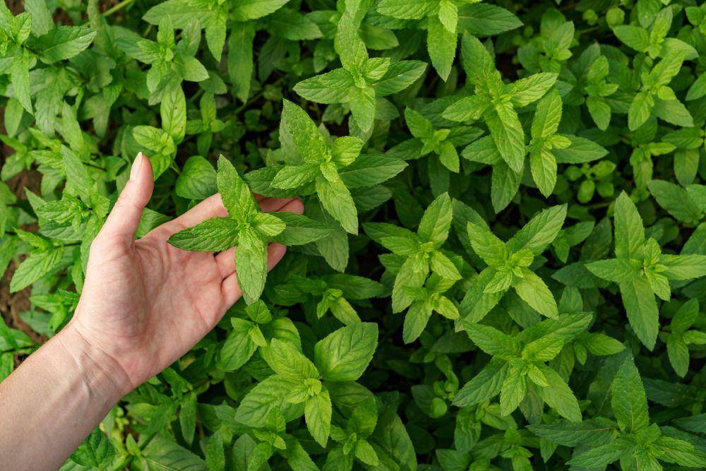 ilustrasi tanaman daun mint (freepik.com/arthurhidden)