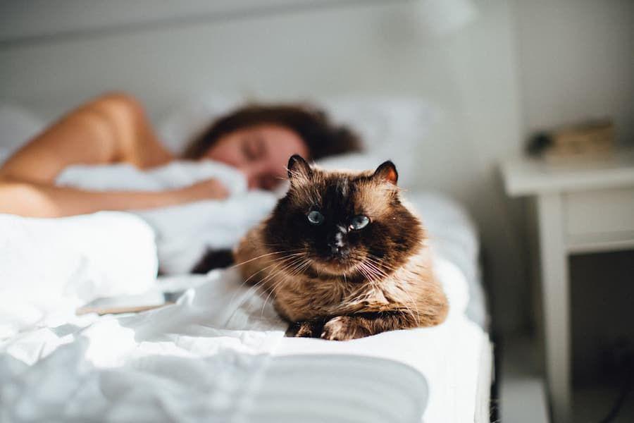 Apa yang Dilakukan Kucing Saat Kita Tidur Malam Hari?