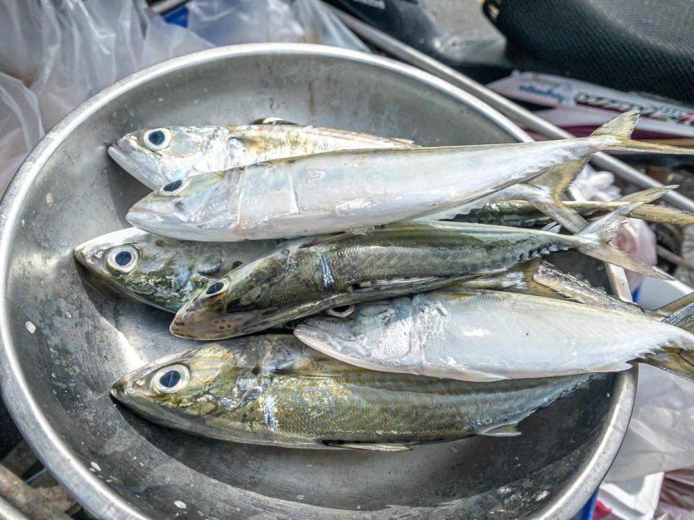 Cara Menghilangkan Formalin pada Ikan dengan Mudah dan Aman