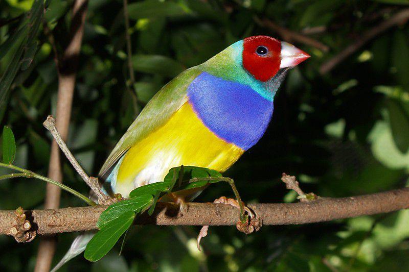 5 Fakta Gouldian Finch, Burung Australia yang Terancam Punah