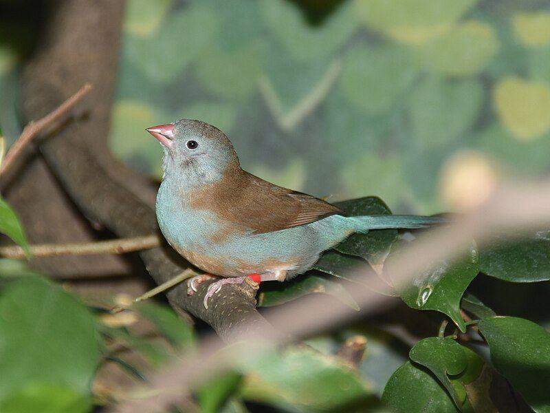 4 Jenis Burung Pipit Genus Pytilia, Warna Bulunya Bervariasi