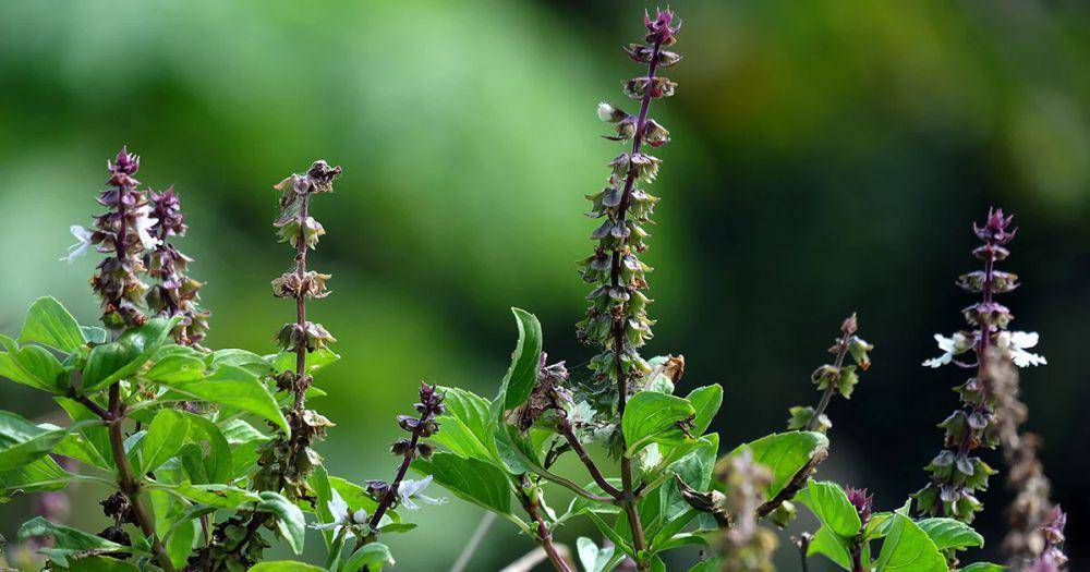 potret tanaman basil (gaiaherbs.com)