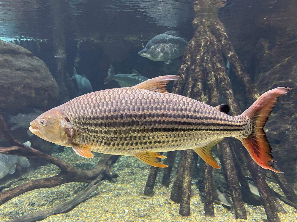 Goliath tigerfish punya kekuatan gigitan yang besar (commons.wikimedia.org/Totti)