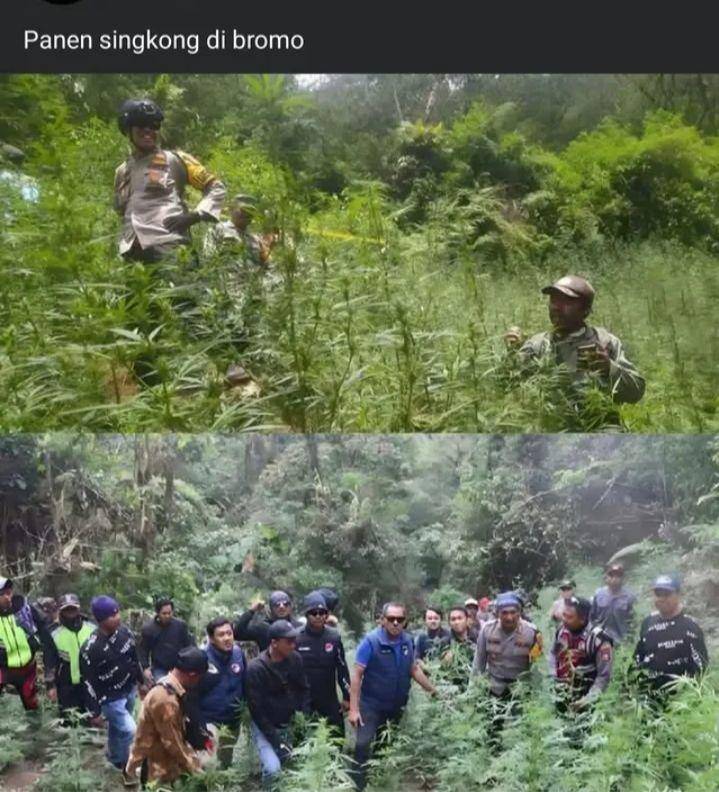 meme Bromo (instagram.com/meme.comic.lovers)