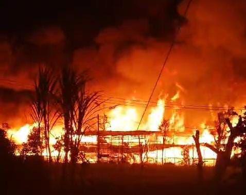 Si Jago Merah Mengamuk di Kandang Ayam Bikin Warga Ngawi Panik