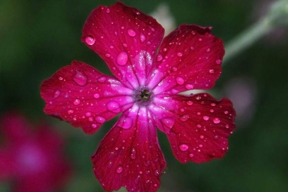 Rose campion (commons.wikimedia.org/Włodzimierz Wysocki)
