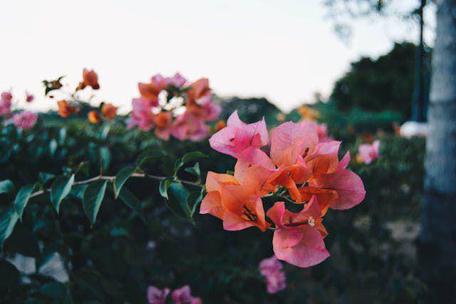 ilustrasi Bougainvillea (pexels.com/pixabay)