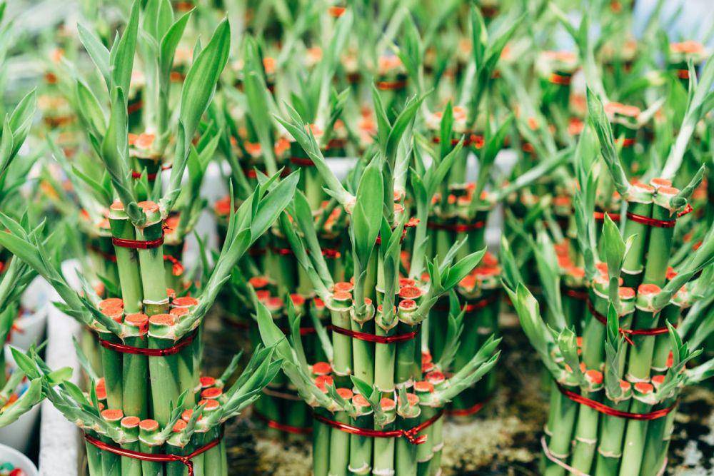 ilustrasi Lucky Bamboo (pexels.com/Markus Winkler)